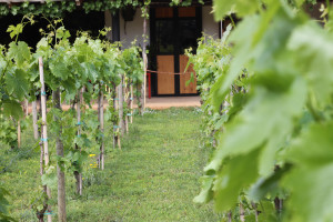 Mas dels Doblons vid